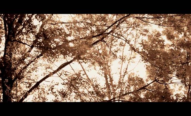 Антоновские яблоки