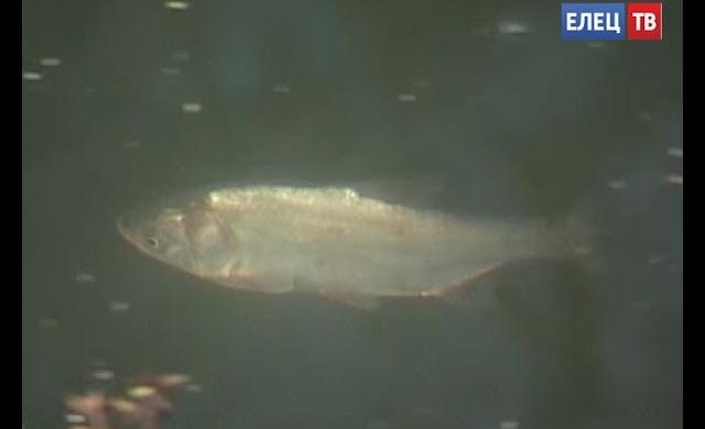 Ельчан и гостей города 30 сентября приглашают в Петровский парк на семейный праздник «Рыбный день»