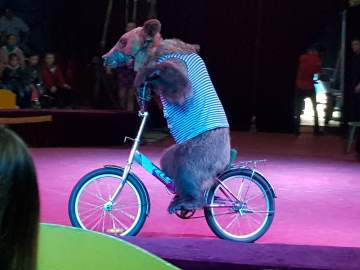 Цирк-Шапито ALLE